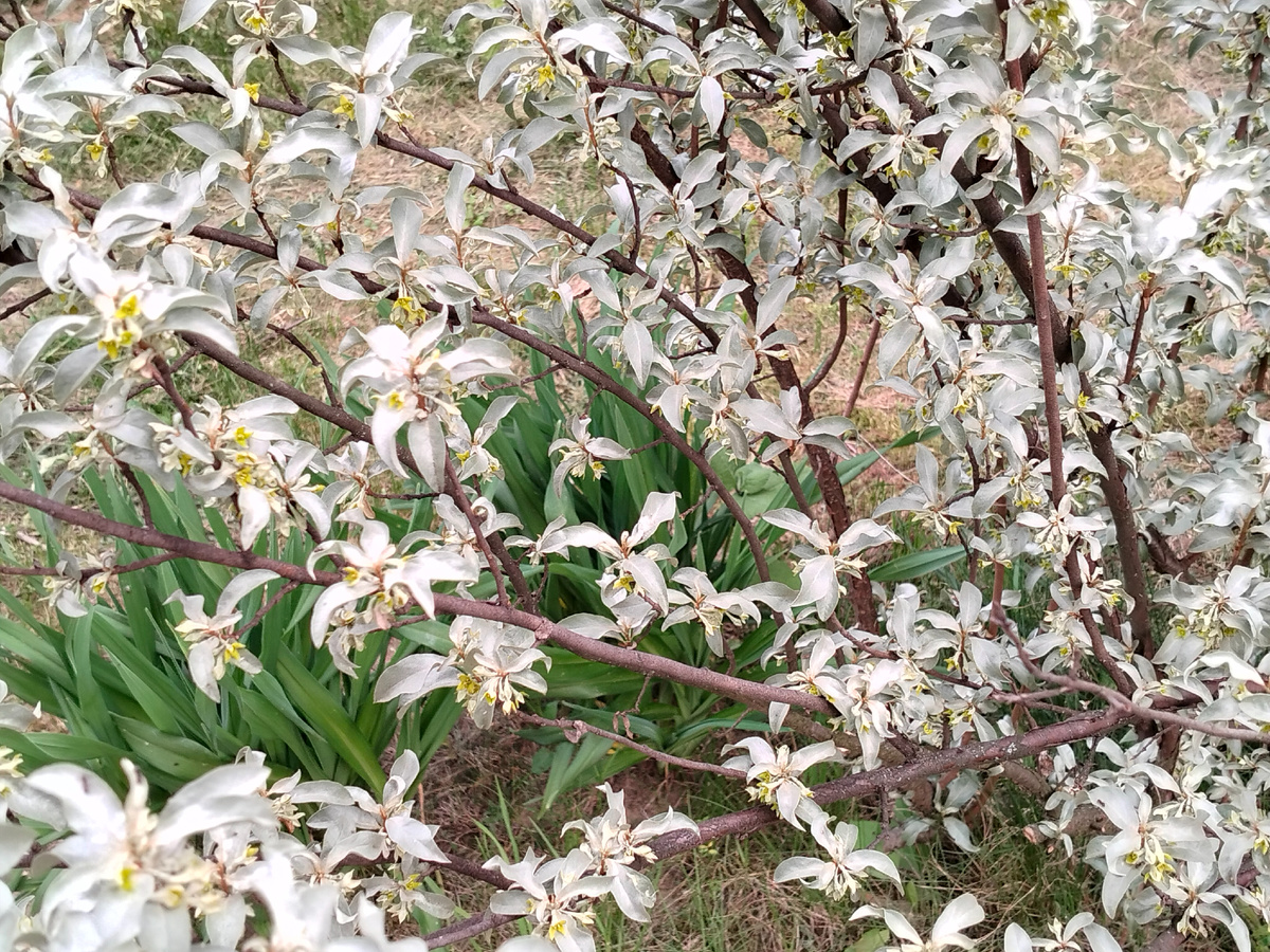 Krugozor / Лох серебристый 