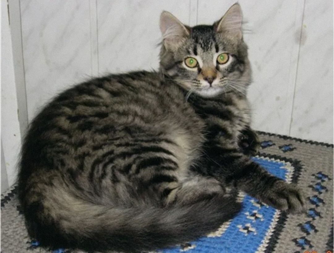 Позвольте представиться: царь.... 🤴 в простонародье - Мотя. 😬☺️