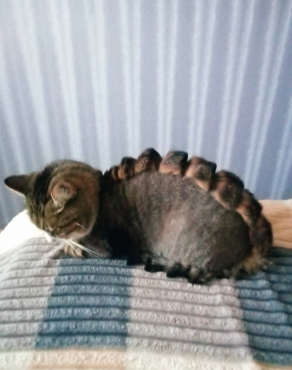 Устал и обиделся. Только так получилось сфотографировать. 🤷‍♀️