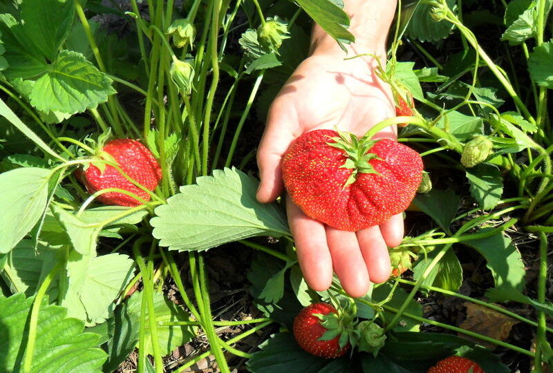 Простое удобрение для массы и вкуса ягод клубники: правильная технология использования борной кислоты