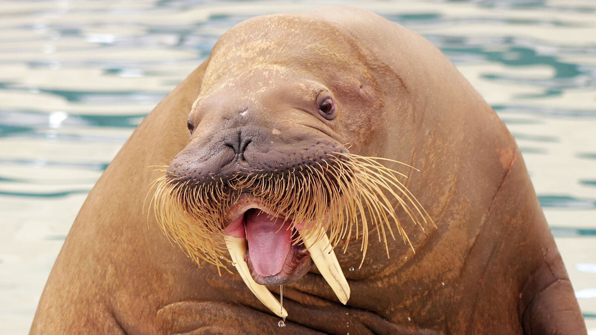 Фото предоставлено комментаторами