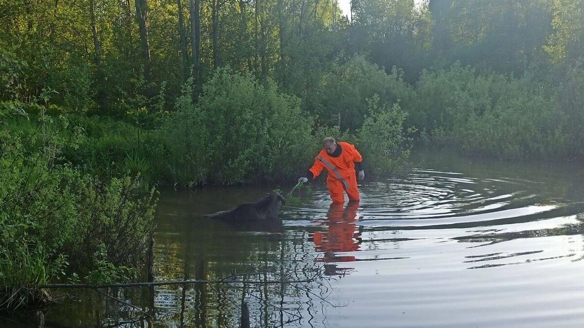     Источник: t.me/Поисково-спасательная служба Удмуртии