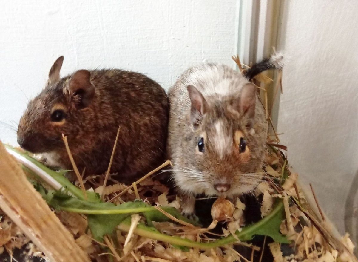    Пока что грызуны осторожны в общении с персоналом