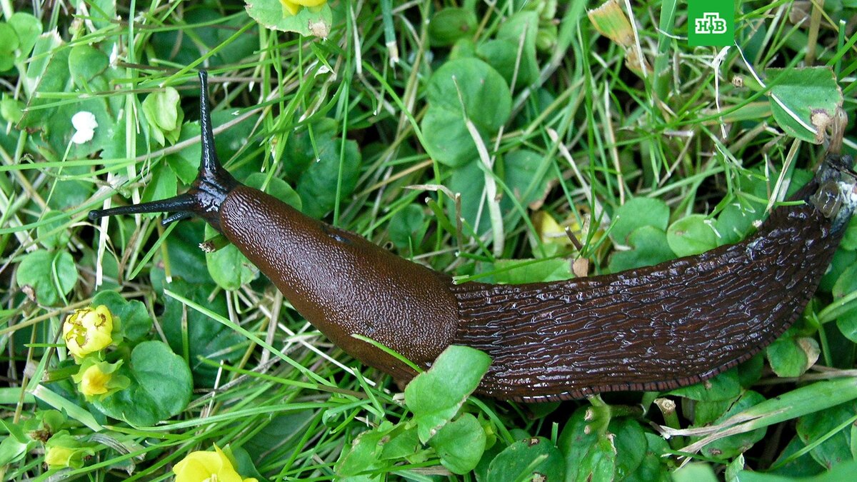    Фото: Xauxa Hakan Svensson, CC BY-SA 3.0