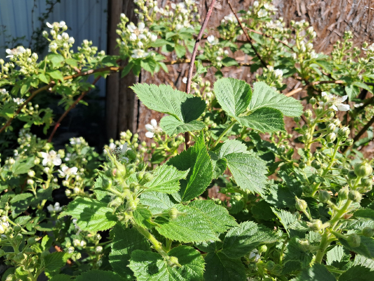 Цветущий куст ежевики