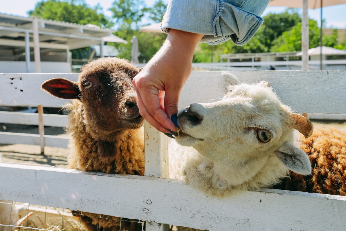 На ферме альпак в Шерегеше можно кормить животных, фотографироваться с ними