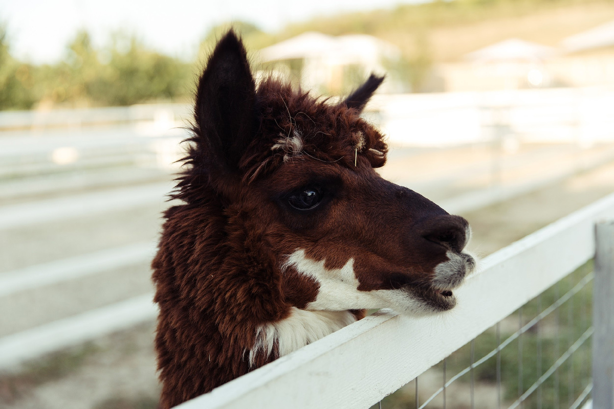 Ферма альпак "ФА" в Шерегеше на Секторе Е