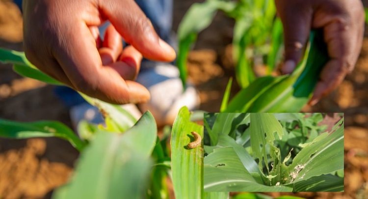    Нетрансгенные гибриды кукурузы с устойчивостью к лиственной совки внедряют в странах Южной Африки