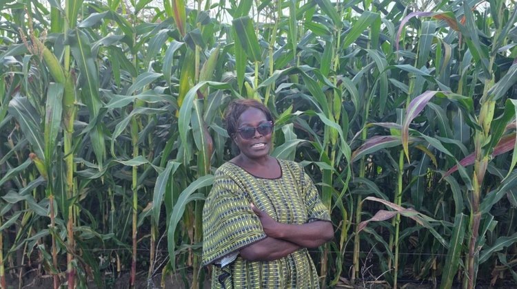     Нетрансгенные гибриды кукурузы с устойчивостью к лиственной совки внедряют в странах Южной Африки
