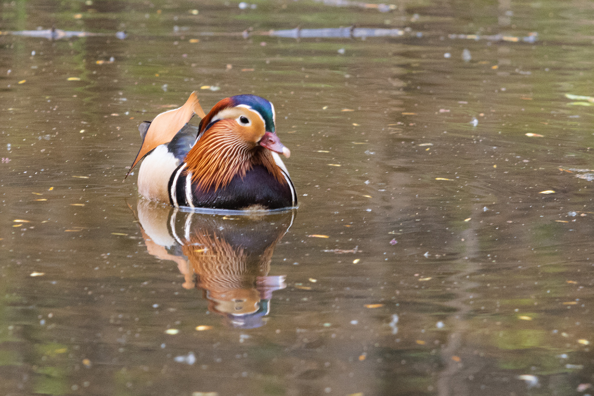 утка мандаринка в парке Динамо