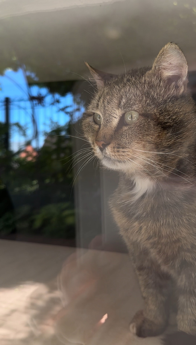 Ухо прокушено - гулять нельзя