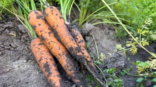    © Getty Images / Alexandr Macovetchi