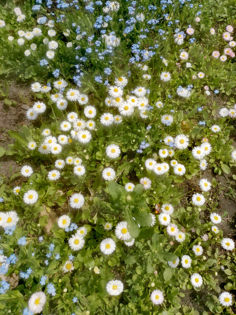 Маргаритки на даче. 