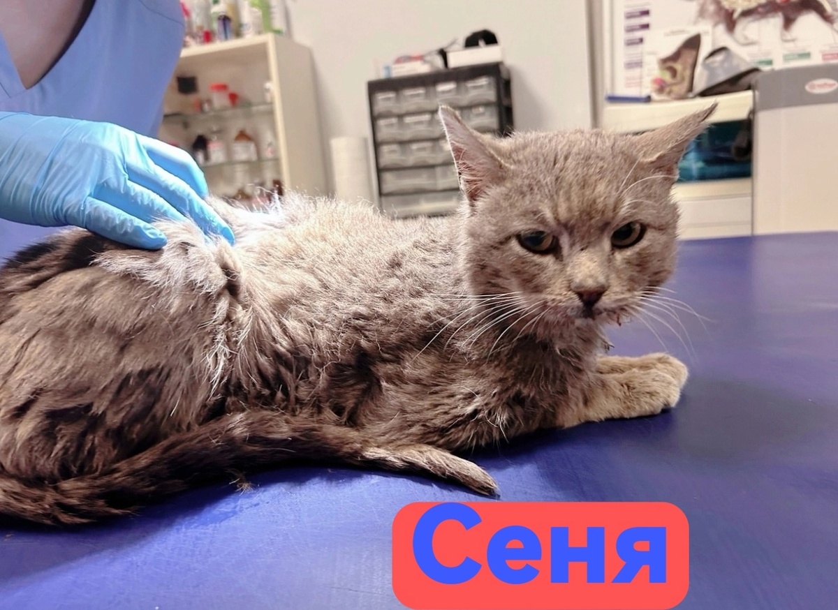 Сеня болен, но выздоравливает