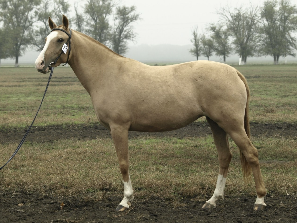 породная выставка "Золотая лошадь", 2013 год, фото Елены Зенкович