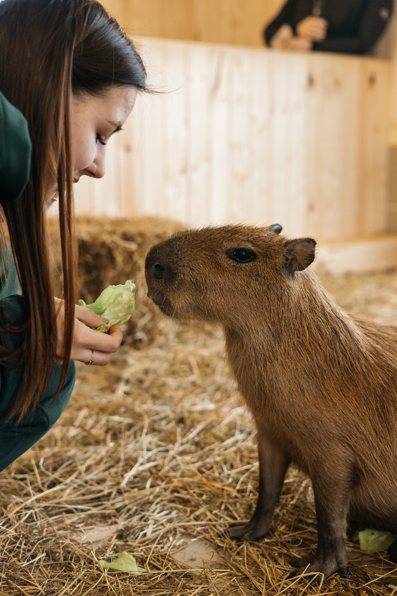 Капибары на ферме альпак в Горячем Ключе 