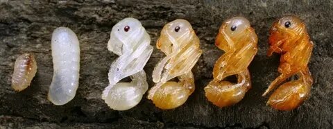 Стадии расплода.