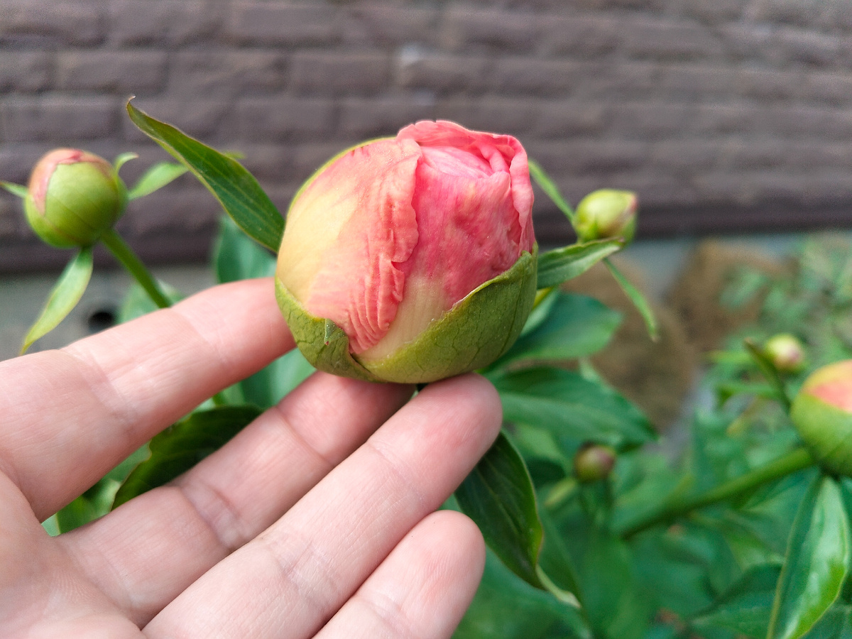 Пион сорта 'Ланинг Пич Сингл (Laning Peach Single) в нашем саду 2025. Фото автора @Маша Генералова