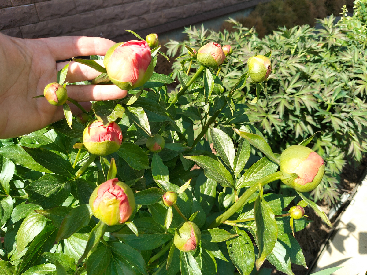 Пион сорта 'Ланинг Пич Сингл (Laning Peach Single) в нашем саду 2025. Фото автора @Маша Генералова