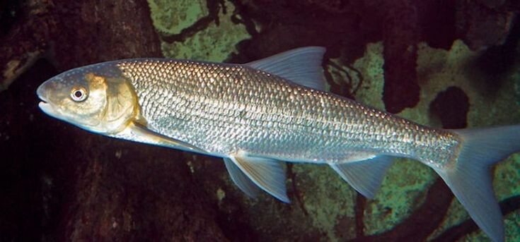 Вырезуб или кутум, рыба из семейства карповых, которая может исчезнуть.