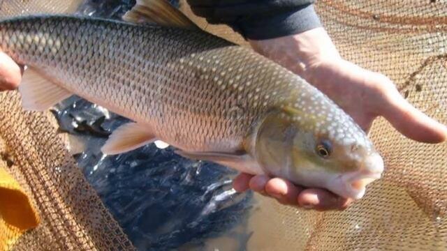 Кутум (вырезуб), рыба которая может скоро исчезнуть навсегда.