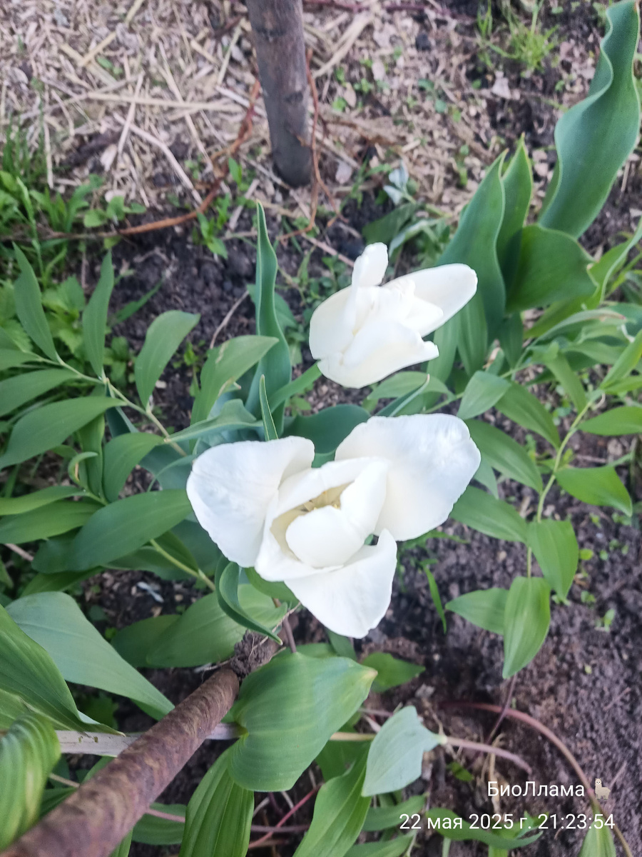 Белые тюльпаны и купена