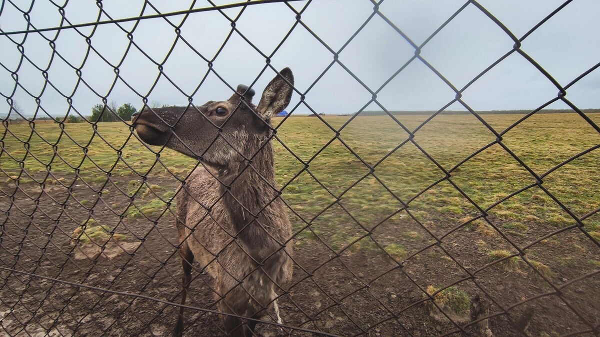     Источник: 1MI