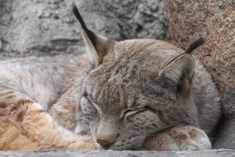    Сергей Булкин/NEWS.ru