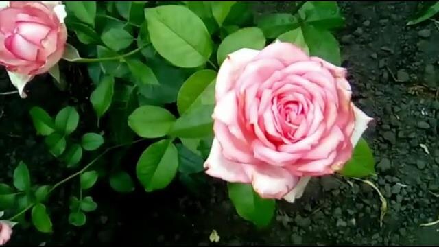 роза Веддинг Белз ‘Wedding Bells’ Фото автора канала Мой Розовый мир.
