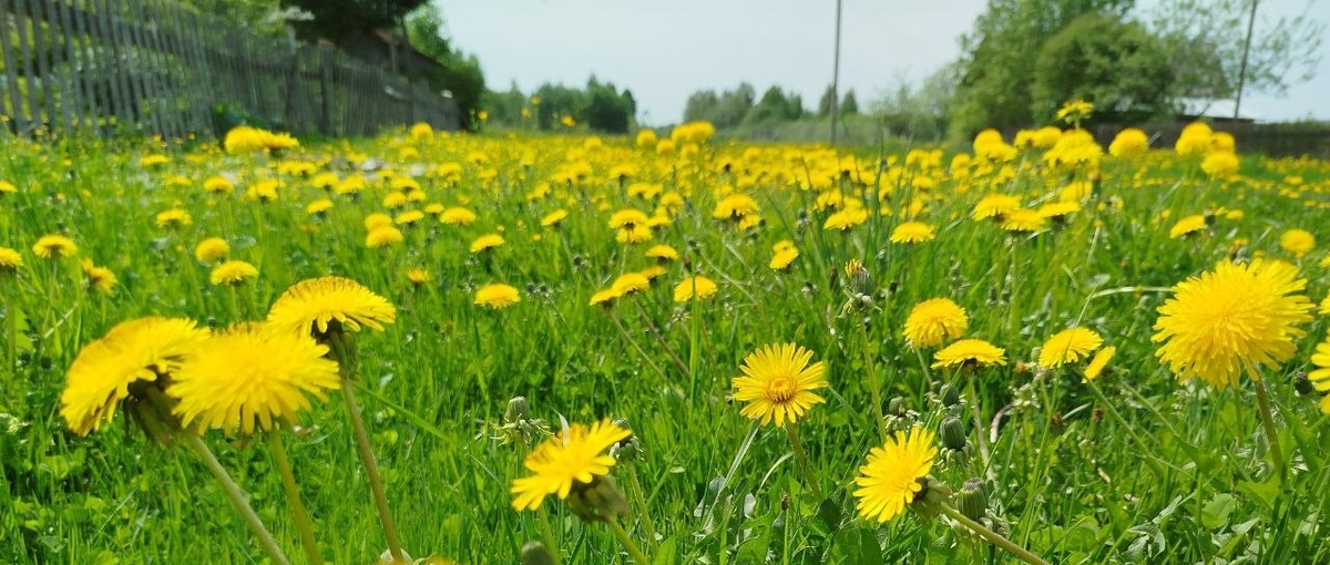 У моего забора одуванчики.