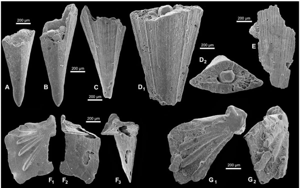    Микрофотографии хиолитов Recilites sp. / © scup.com, Jerzy Dzik