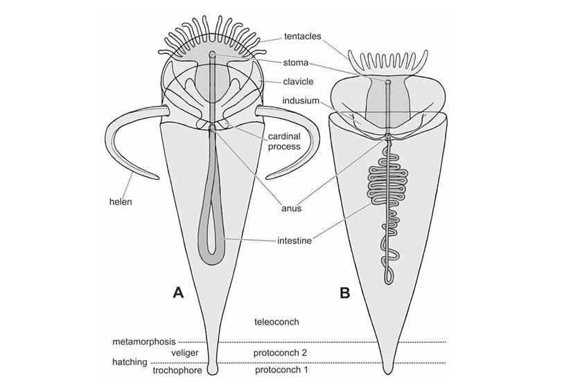    Анатомия и развитие хиолита / © scup.com, Jerzy Dzik