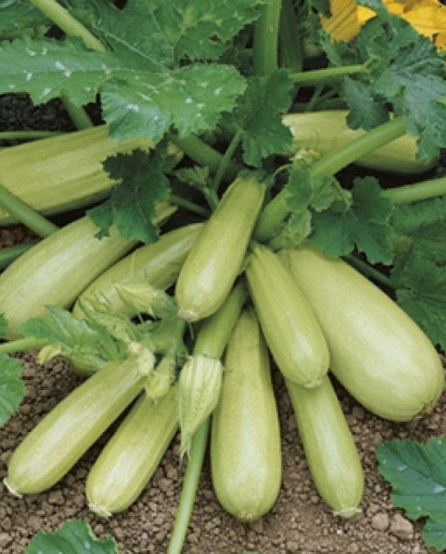 Кабачок Кавили  f1  Nunhems (Нунемс) Голландия