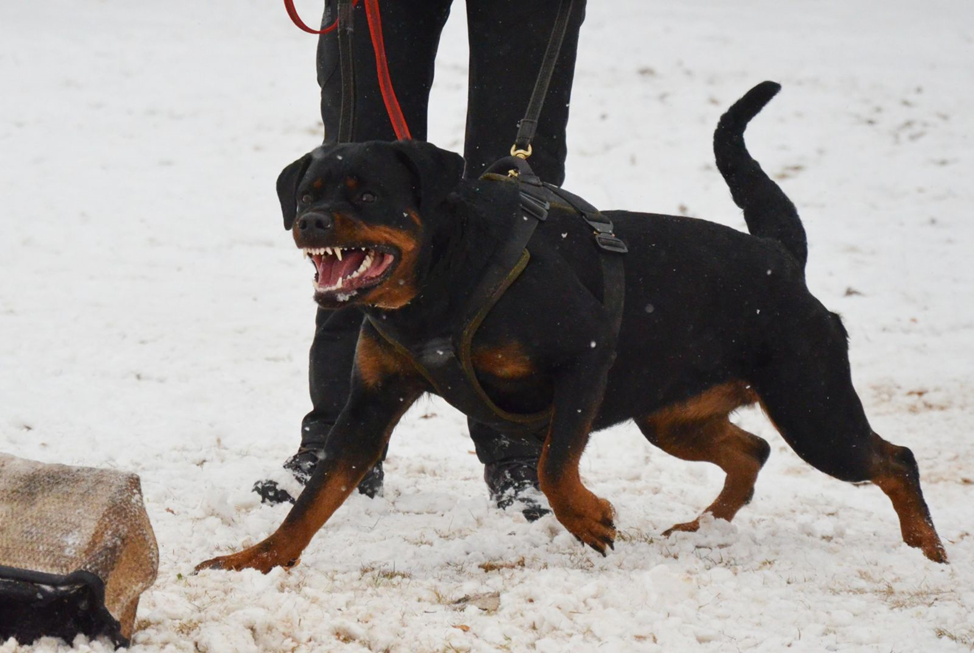 Фото: santreyd.ru