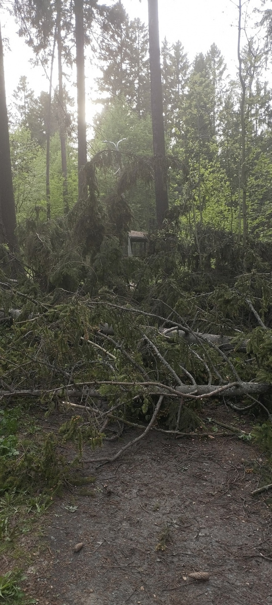    Рухнувшие деревья перекрыли дорогу к роднику в Петрозаводскепаблик «Весь Петрозаводск»