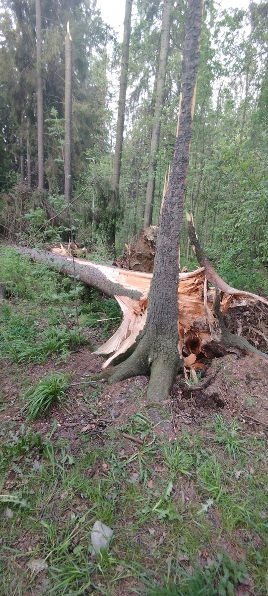    Рухнувшие деревья перекрыли дорогу к роднику в Петрозаводскепаблик «Весь Петрозаводск»