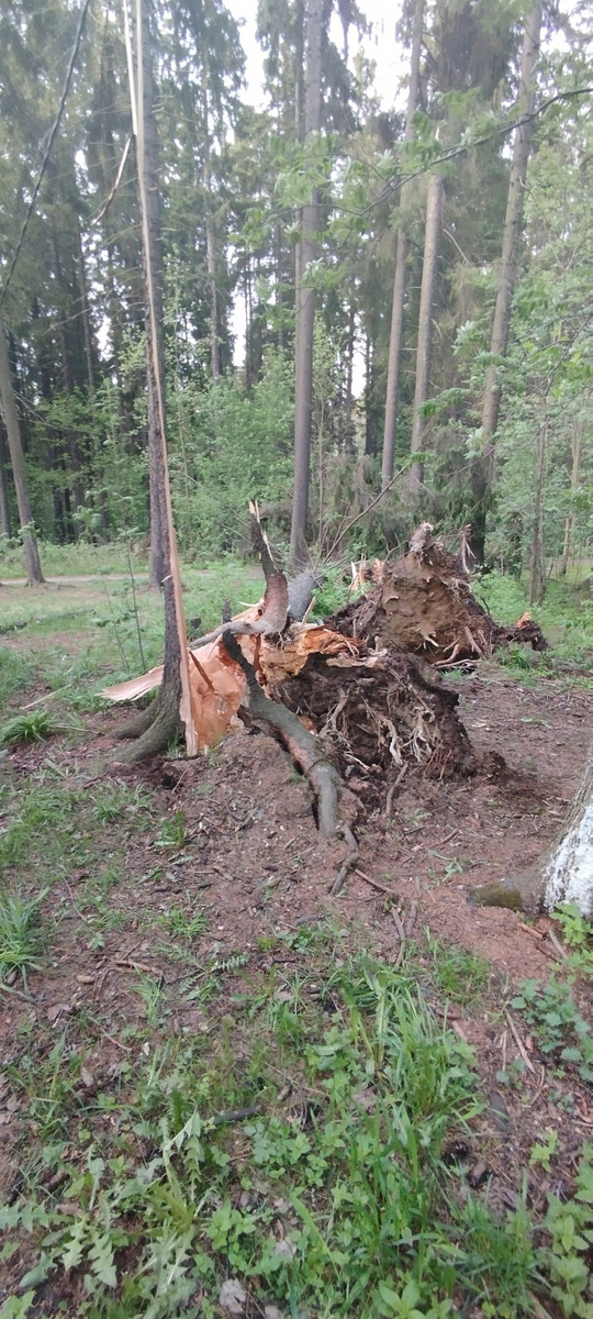    Рухнувшие деревья перекрыли дорогу к роднику в Петрозаводскепаблик «Весь Петрозаводск»