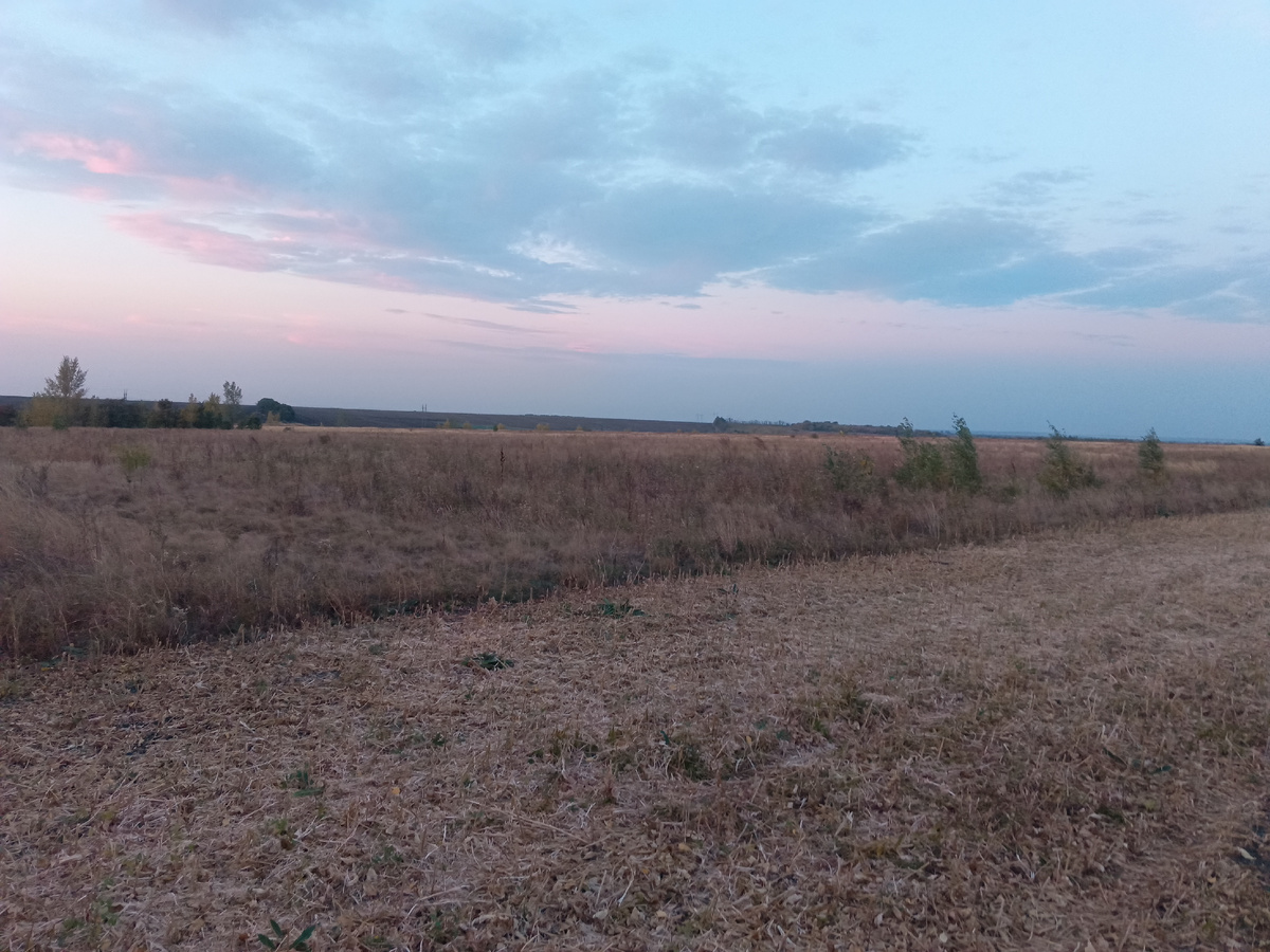 Вот этот кусок поля должен в будущем стать степью, на деревья не обращайте внимание)
