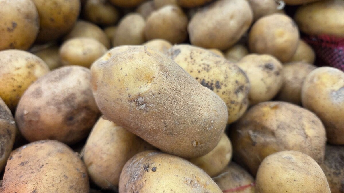     Автор: KubanPress