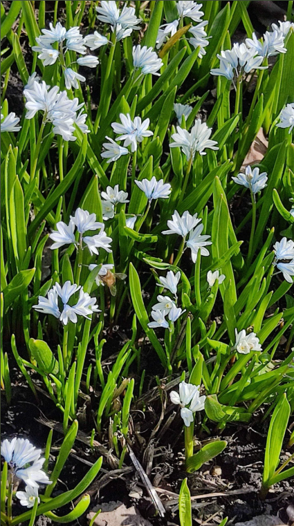 Фото автора. Пушкиния.