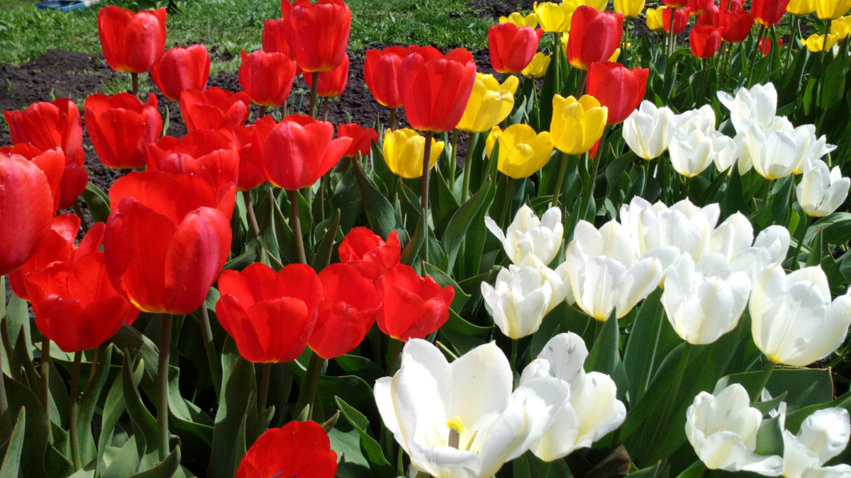 Фото автора. Тюльпаны.