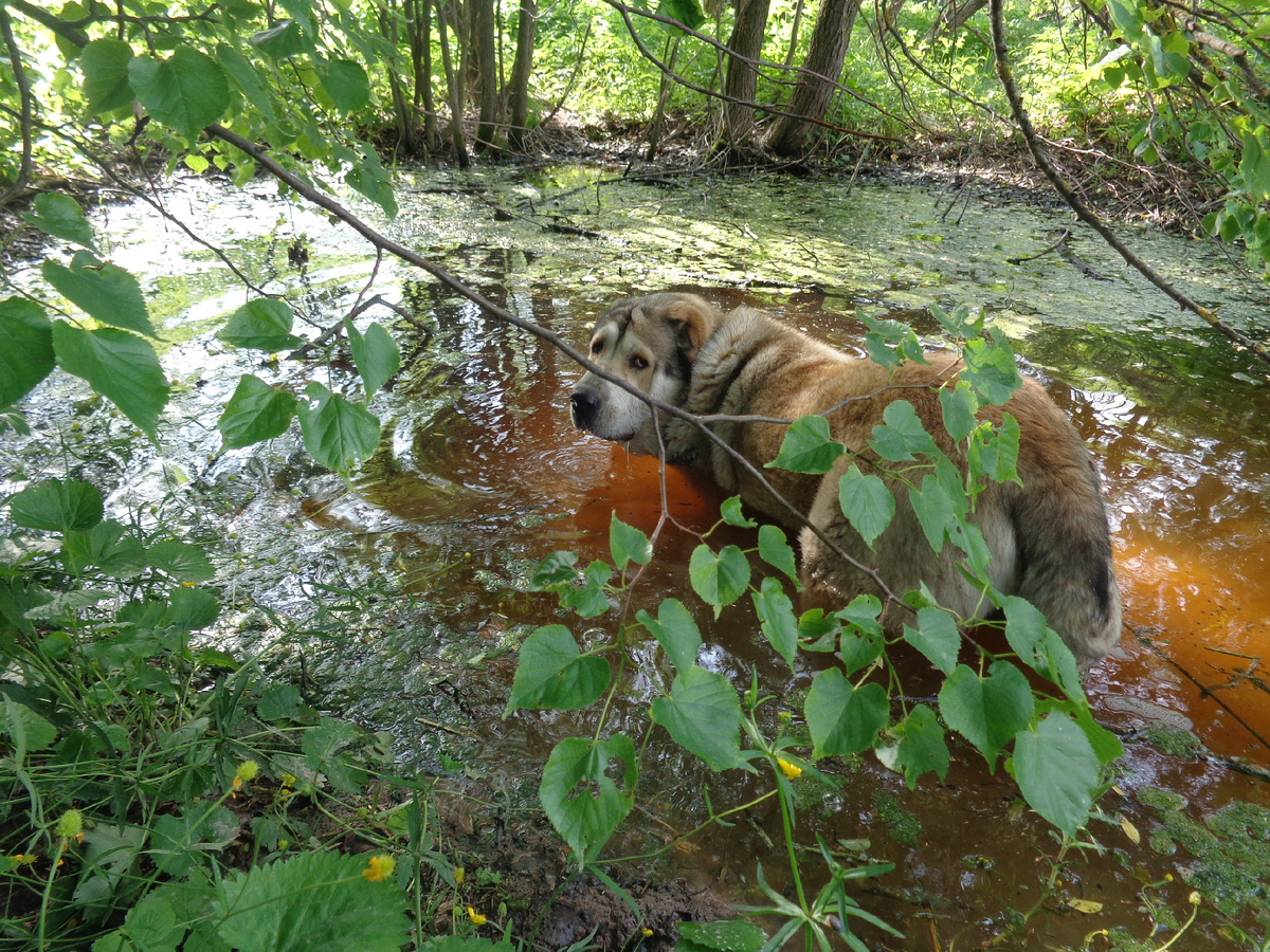 Закаляйся, если хочешь быть здоров...