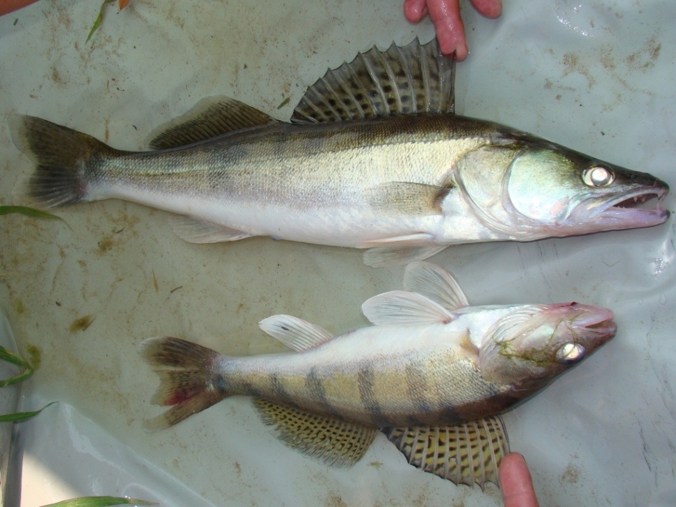 Родственники, но абсолютно разные виды. Судак и берш.