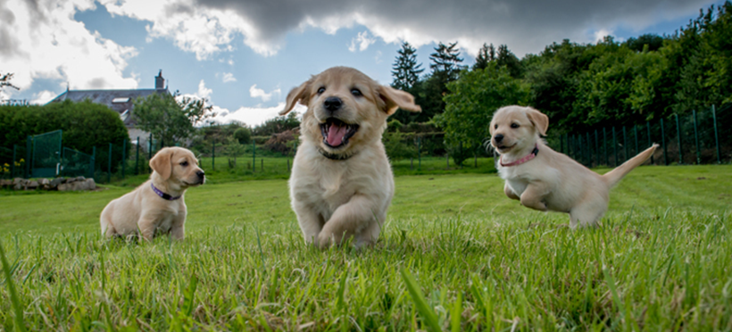 Социализация щенка золотистого ретривера нужна с ранних лет