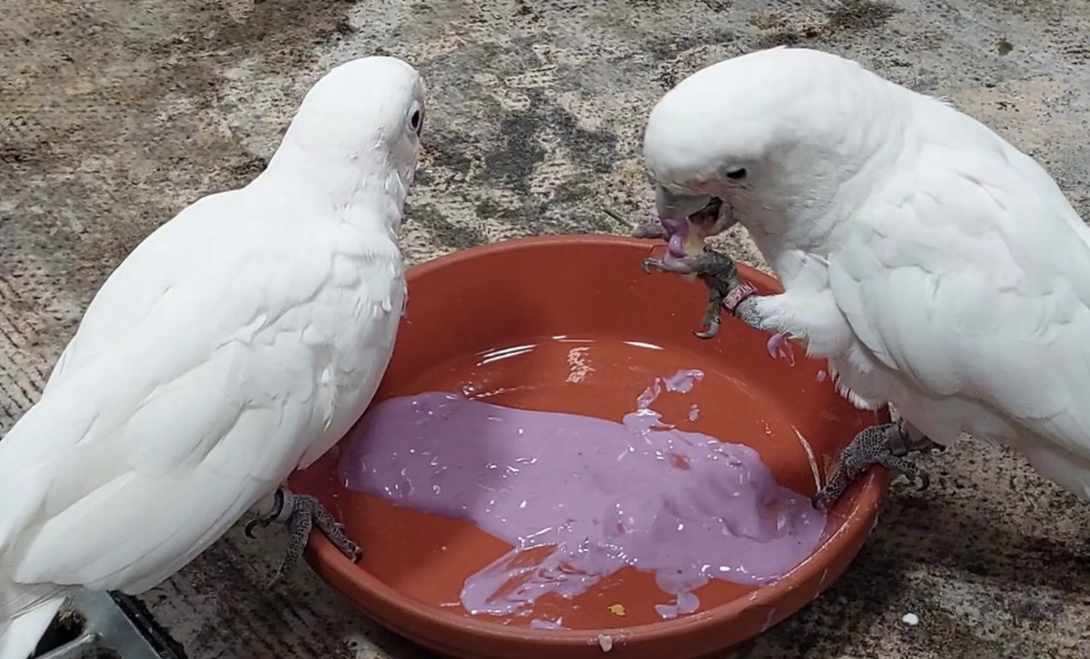    Исследователи считают, что попугаи могут общаться друг с другом на собственном «языке»