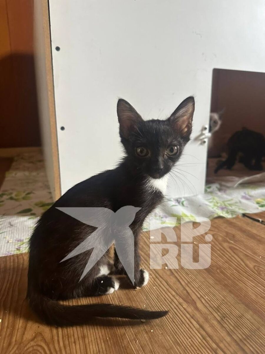 Фото предоставлено волонтерами