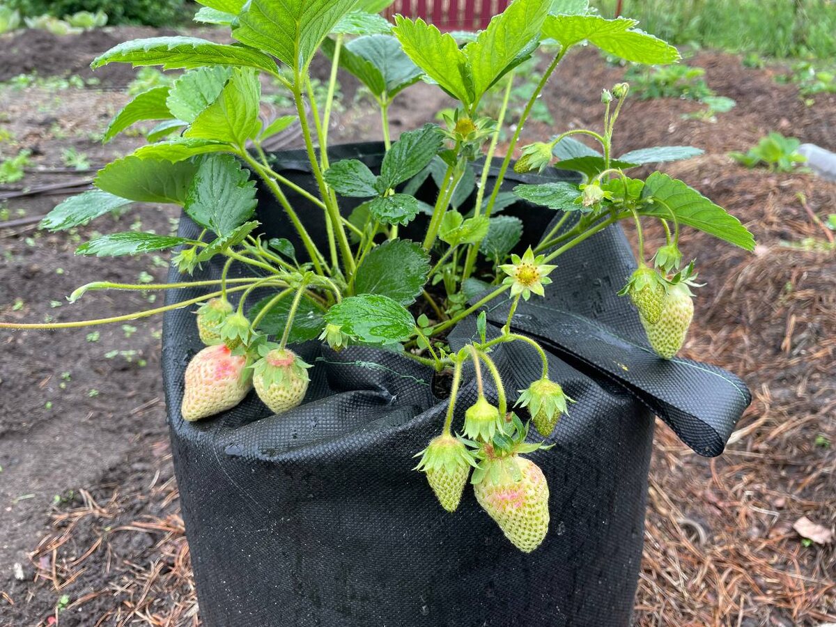 Клубника Азия из рассады фриго. Посажена в конце марта. 28.05.25. Фото автора 