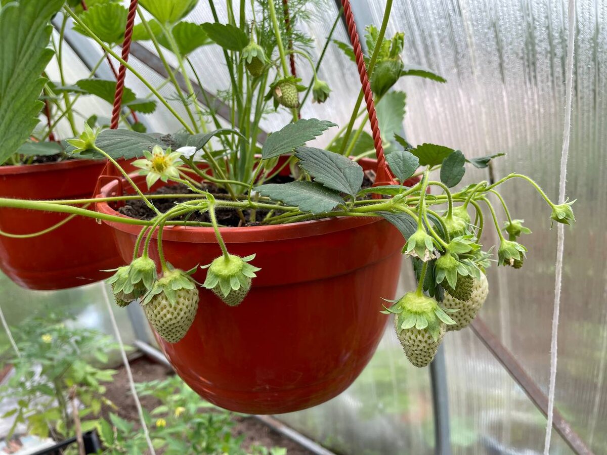 Саженцы клубники лучше покупать уже с цветами и плодами. Фото автора