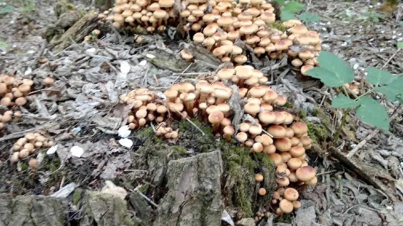     Грибы. Грибы и Грибники Алтайского края