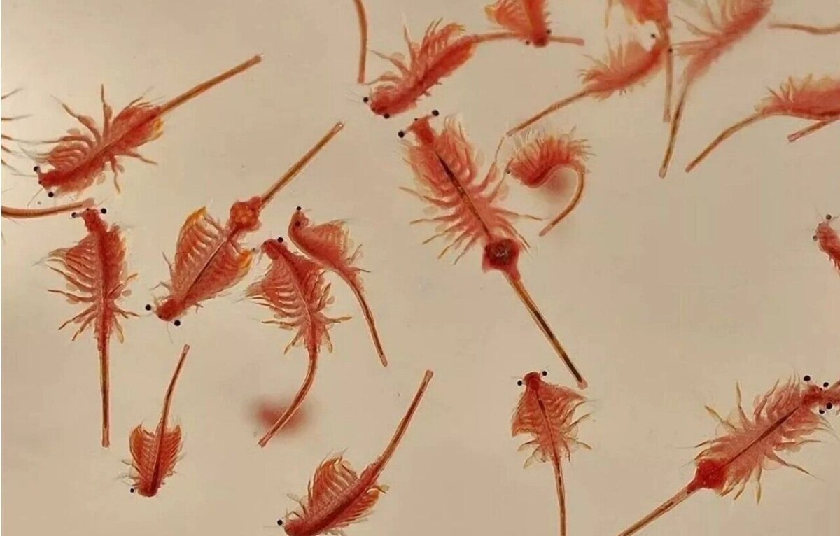     Автор: azniirkh.vniro.ru